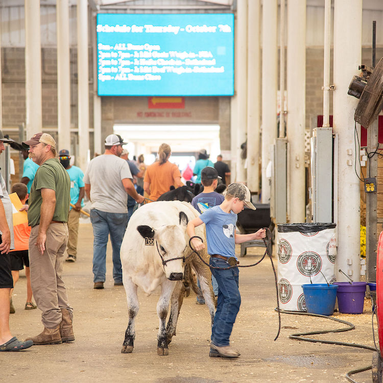 Livestock team unites Polk County